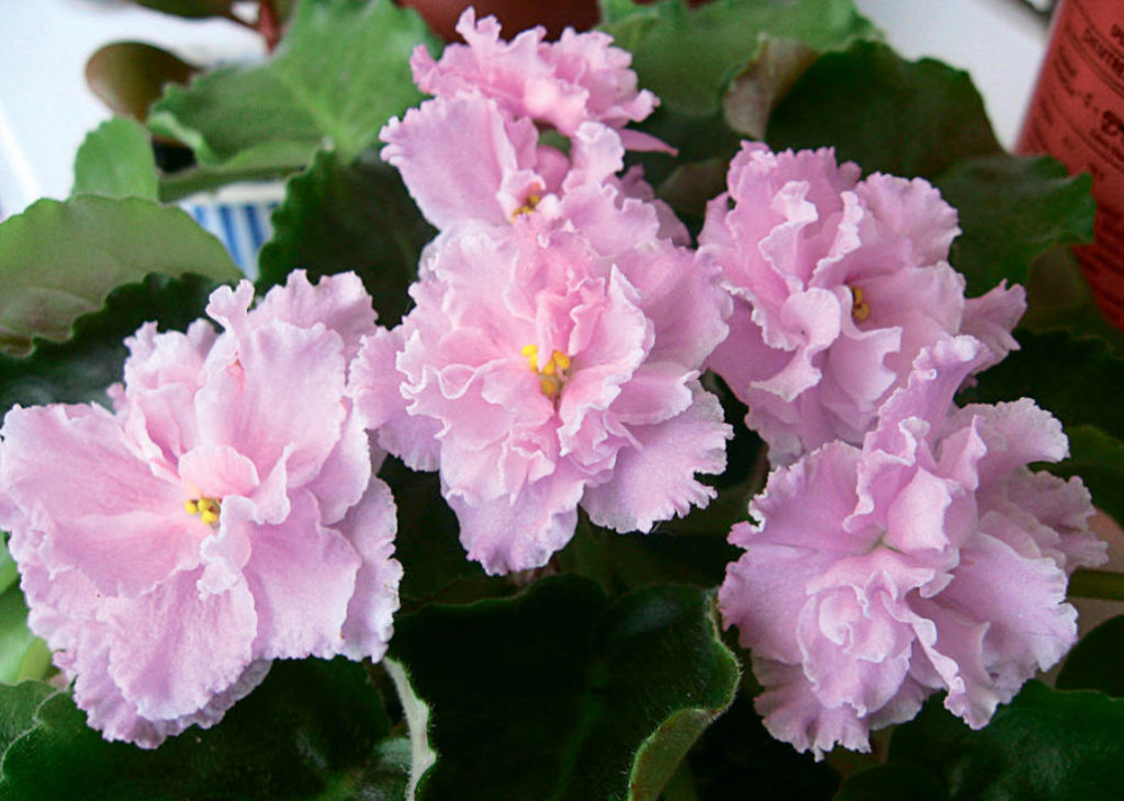 Violets And Heat: How To Rrotect Senpolia From Vascular Bacteriosis