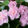 Violets And Heat: How To Rrotect Senpolia From Vascular Bacteriosis