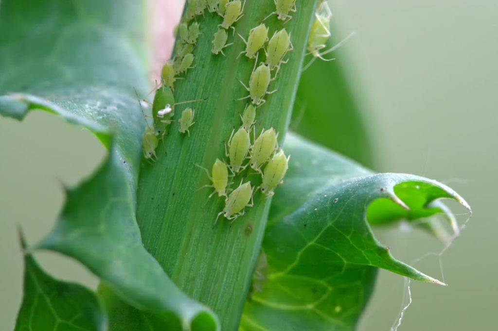 We Save Plants From Aphids Without Chemicals. Simple Ways And Folk Recipes