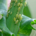 We Save Plants From Aphids Without Chemicals. Simple Ways And Folk Recipes
