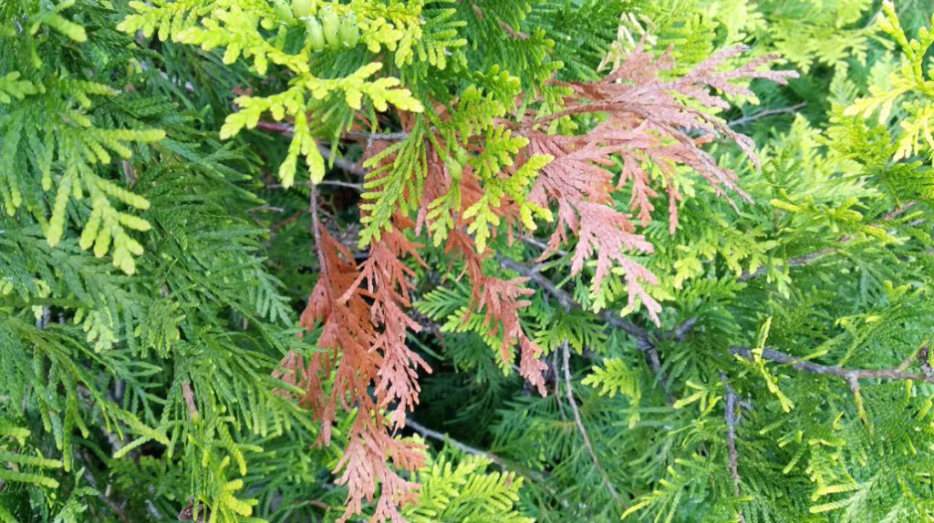 Why Thuja Turns Yellow: Reasons And What To Do
