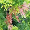 Why Thuja Turns Yellow: Reasons And What To Do