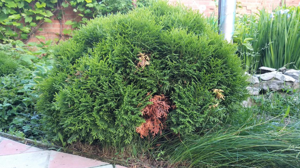 Why Thuja Turns Yellow: Reasons And What To Do