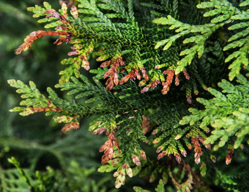 Why Thuja Turns Yellow: Reasons And What To Do