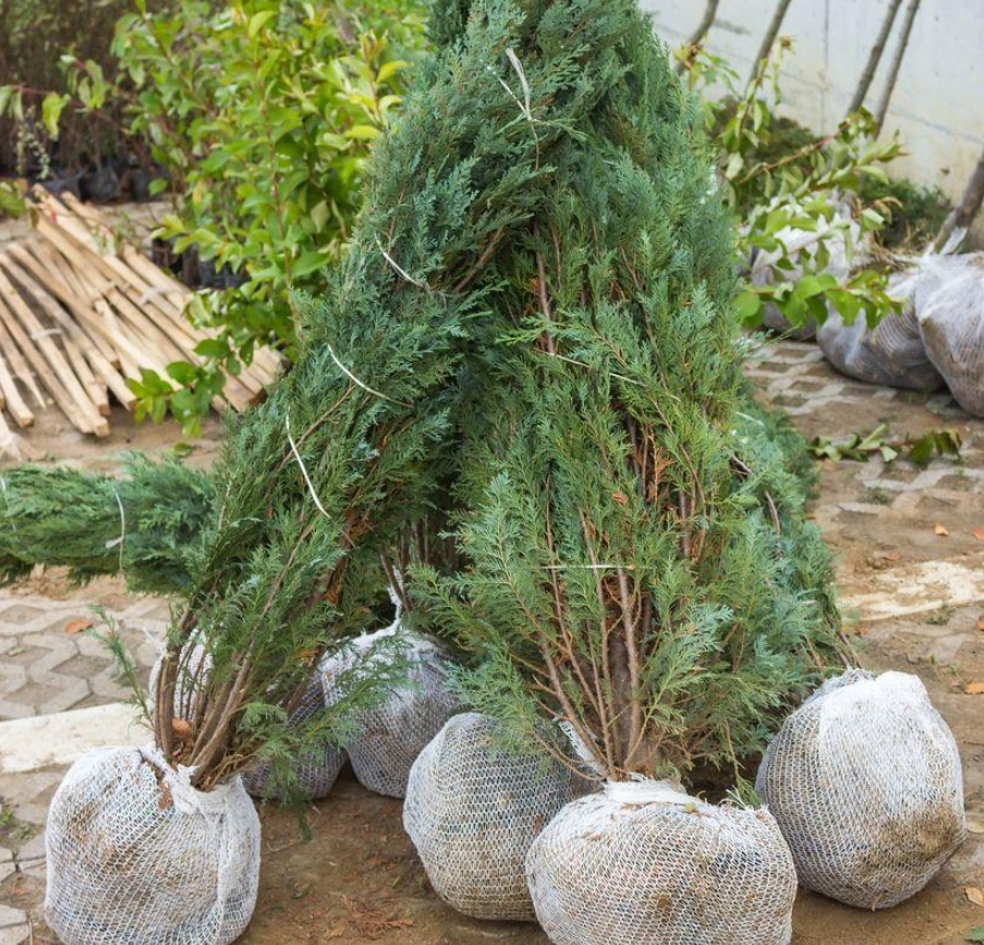 Why Thuja Turns Yellow: Reasons And What To Do