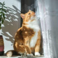 Window Curtains: Budget, Practical And Very Beautiful Ideas
