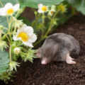 A Voice In Defense Of Moles: Why They Should Not Be Destroyed