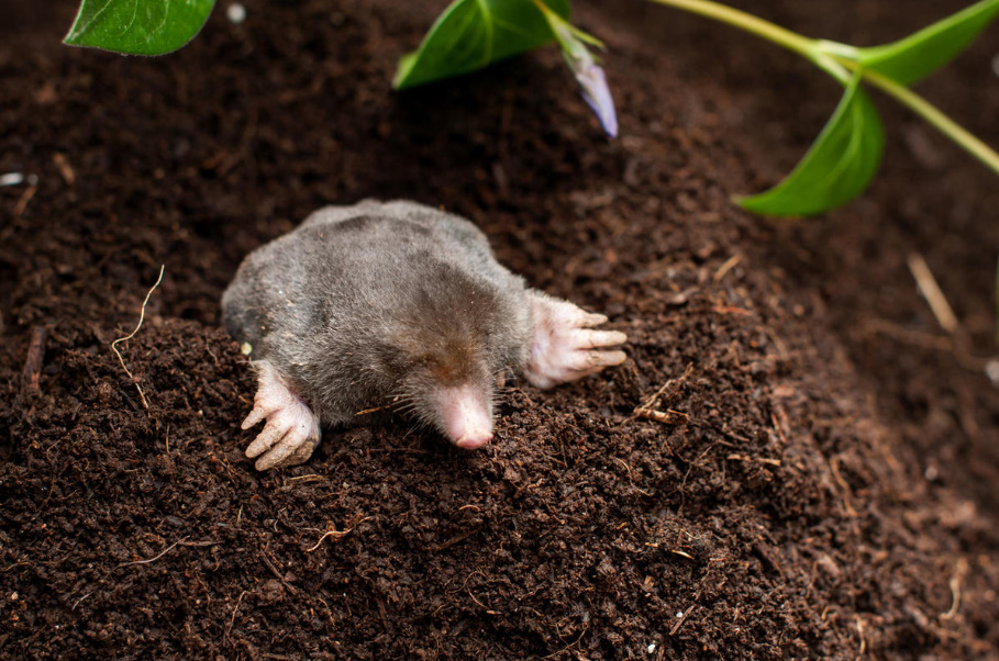 A Voice In Defense Of Moles: Why They Should Not Be Destroyed