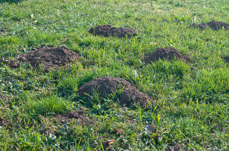 A Voice In Defense Of Moles: Why They Should Not Be Destroyed