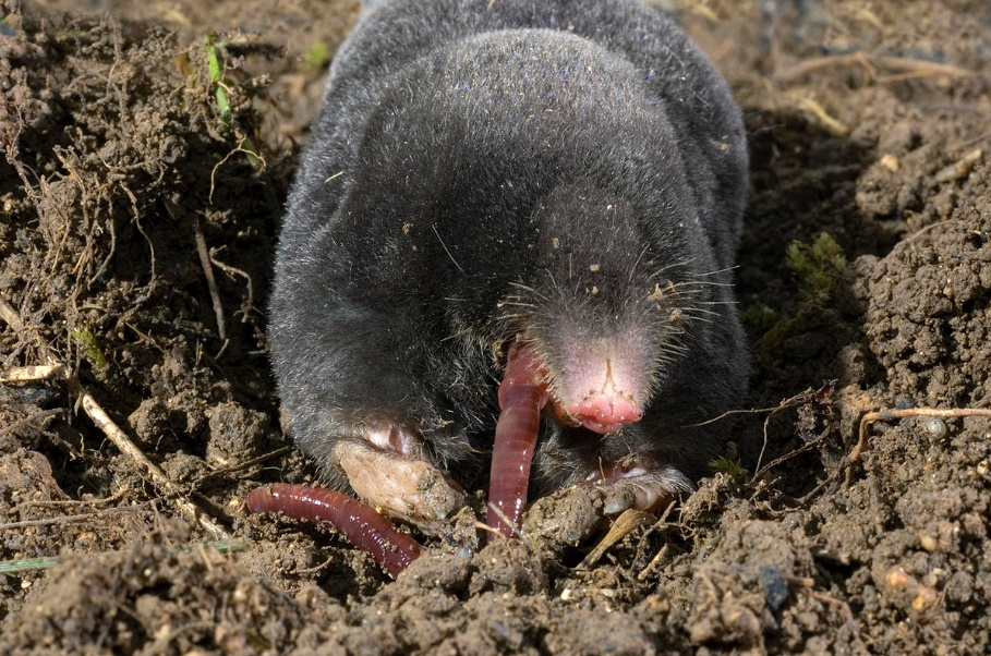 A Voice In Defense Of Moles: Why They Should Not Be Destroyed