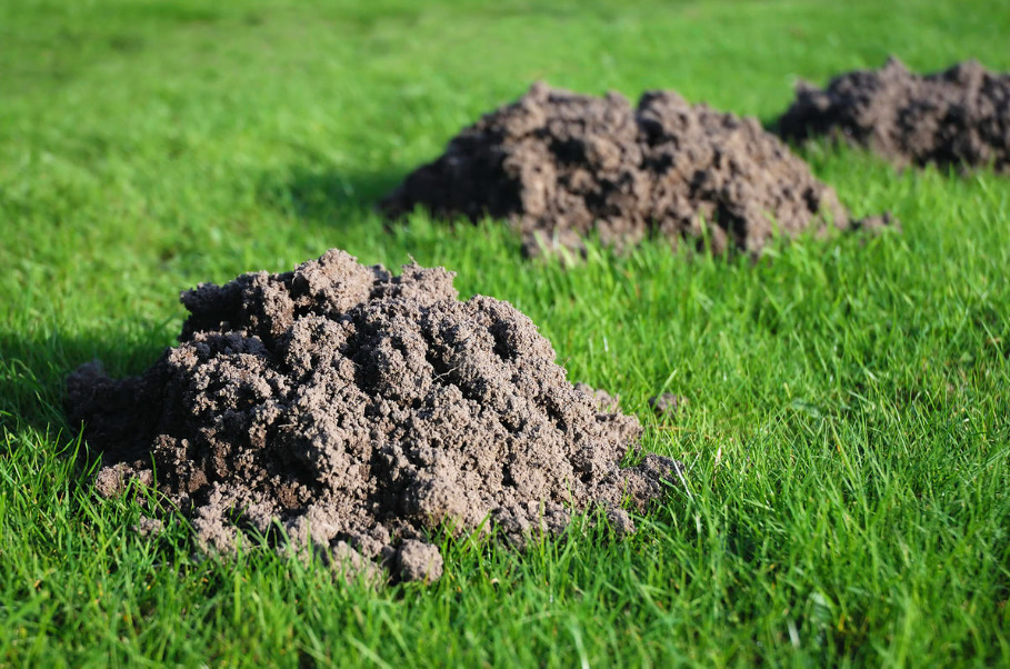 A Voice In Defense Of Moles: Why They Should Not Be Destroyed