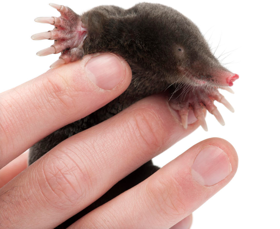A Voice In Defense Of Moles: Why They Should Not Be Destroyed