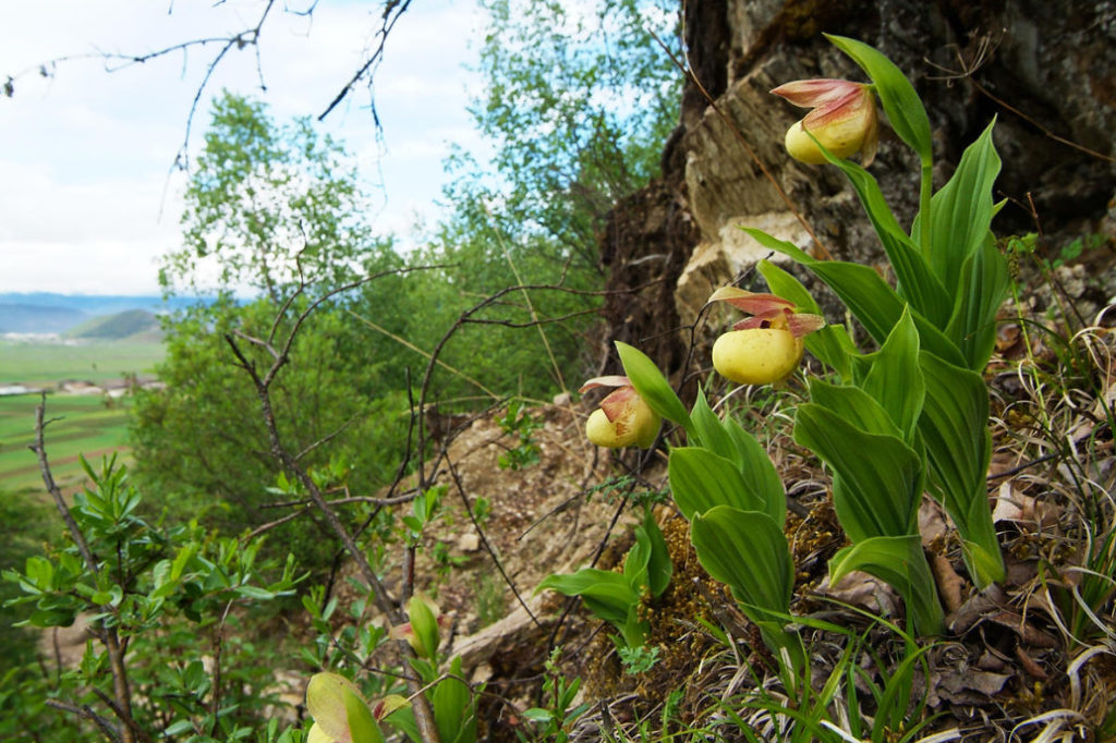 Chinese Orchids: Types, Photos, Growing Conditions