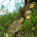 Chinese Orchids: Types, Photos, Growing Conditions