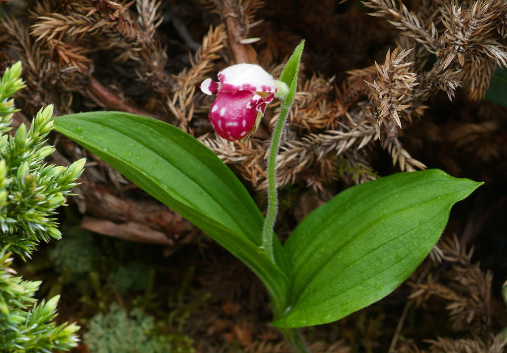 Chinese Orchids: Types, Photos, Growing Conditions - Best Landscape Ideas