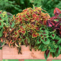 Coleuses On a Flower Bed: Cultivation And Care