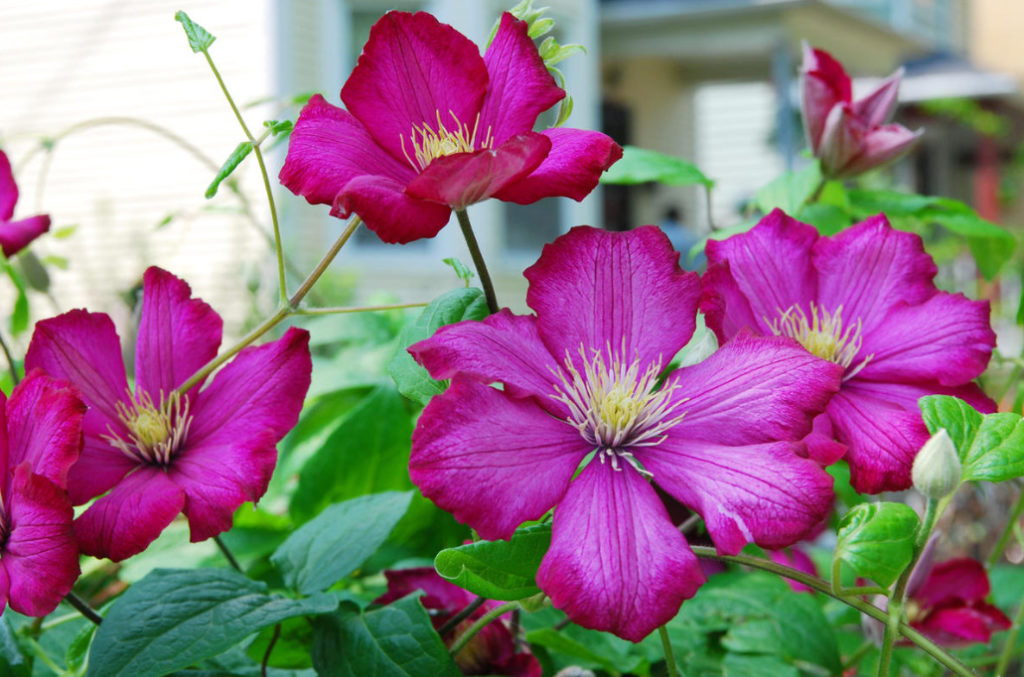 How Best To Propagate Clematis (Part 1)