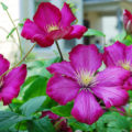 How Best To Propagate Clematis (Part 2)