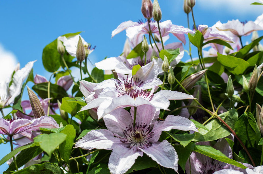 How Best To Propagate Clematis (Part 1)