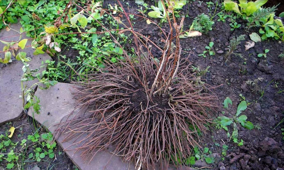 How Best To Propagate Clematis (Part 2)