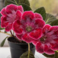 How To Propagate Gloxinia: The Secret Of Rapid Germination Of Tubers