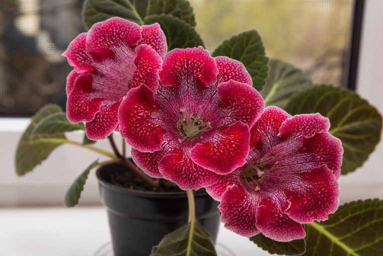 How To Propagate Gloxinia: The Secret Of Rapid Germination Of Tubers ...