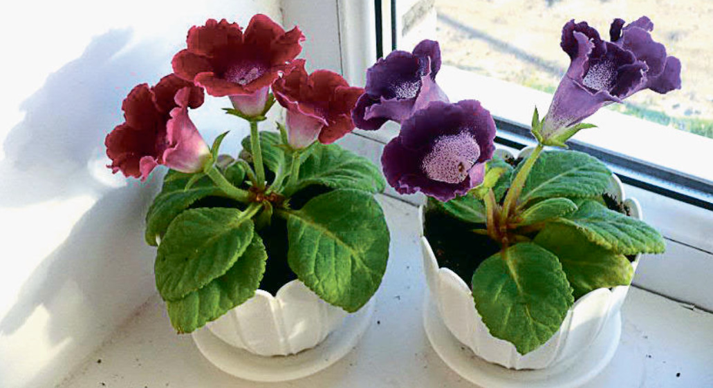 How To Propagate Gloxinia: The Secret Of Rapid Germination Of Tubers