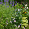How To Redo a Flower Garden: An Action Plan (Part 1)