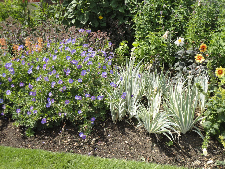 How To Redo a Flower Garden: An Action Plan (Part 2)