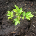 Propagation Of Roses By Cuttings: Terms, Methods And Rules