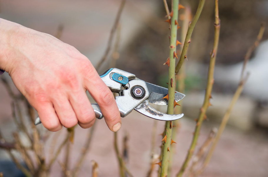 Propagation Of Roses By Cuttings: Terms, Methods And Rules