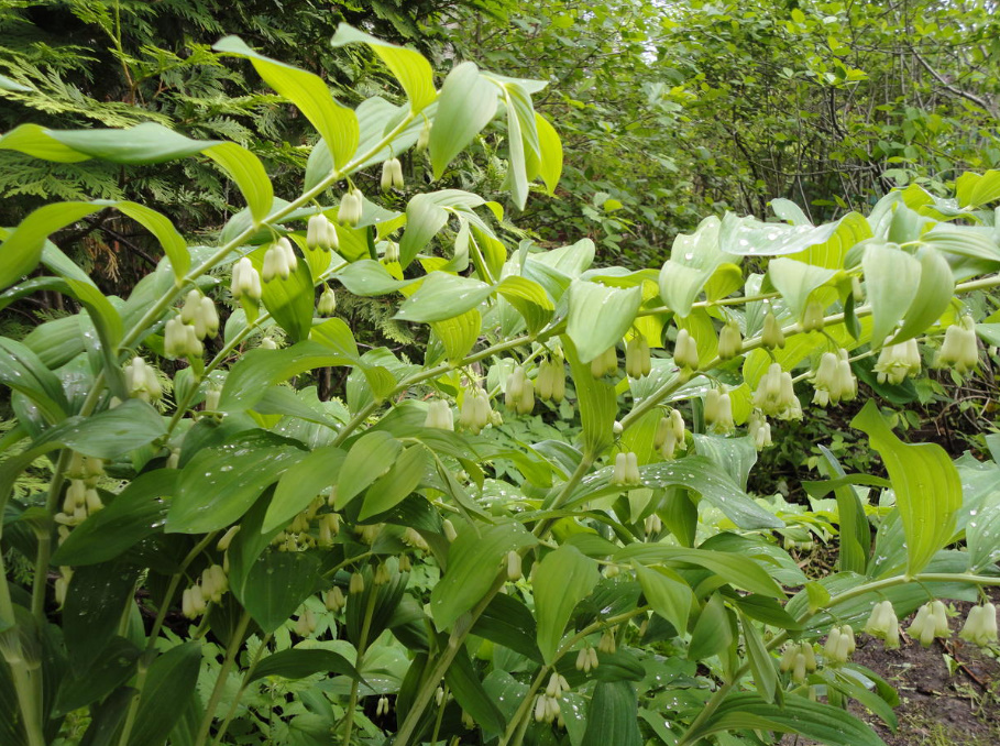 Rules For Dividing Herbaceous Perennials: How, When And Why