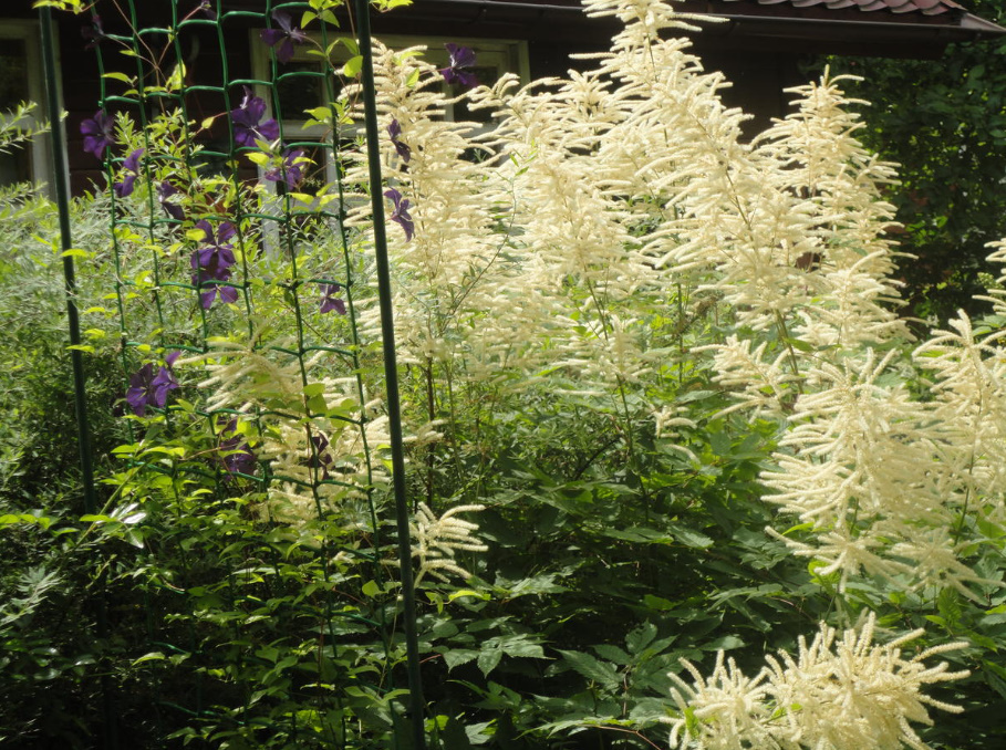 Rules For Dividing Herbaceous Perennials: How, When And Why