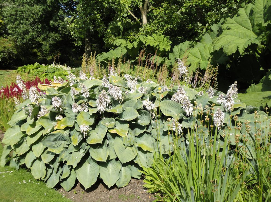 Rules For Dividing Herbaceous Perennials: How, When And Why