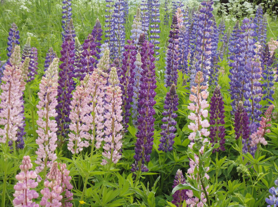 Rules For Dividing Herbaceous Perennials: How, When And Why