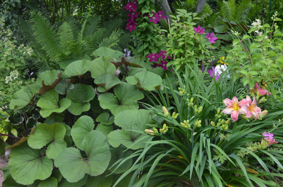 Rules For Dividing Herbaceous Perennials: How, When And Why