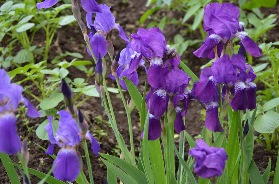 Rules For Dividing Herbaceous Perennials: How, When And Why