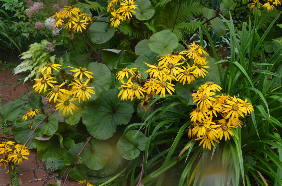 Rules For Dividing Herbaceous Perennials: How, When And Why