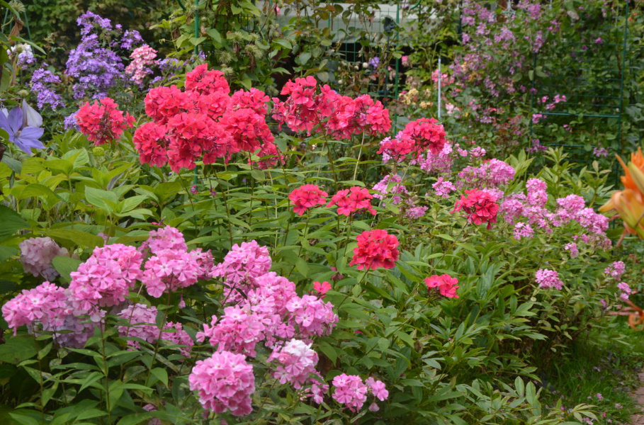 Rules For Dividing Herbaceous Perennials: How, When And Why