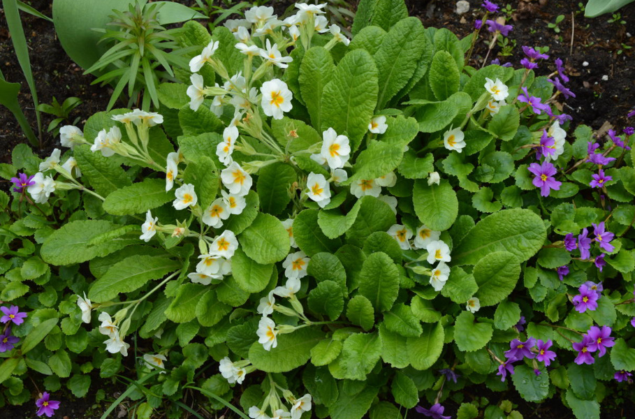 Rules For Dividing Herbaceous Perennials: How, When And Why