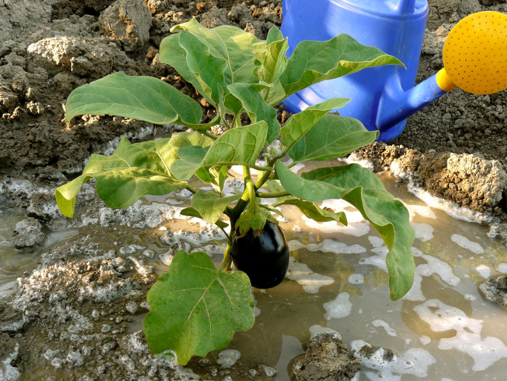 Secrets of experienced gardeners: how to increase the yield of Vegetables