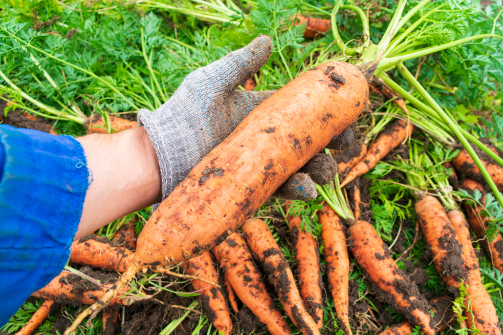 Secrets of experienced gardeners: how to increase the yield of Vegetables