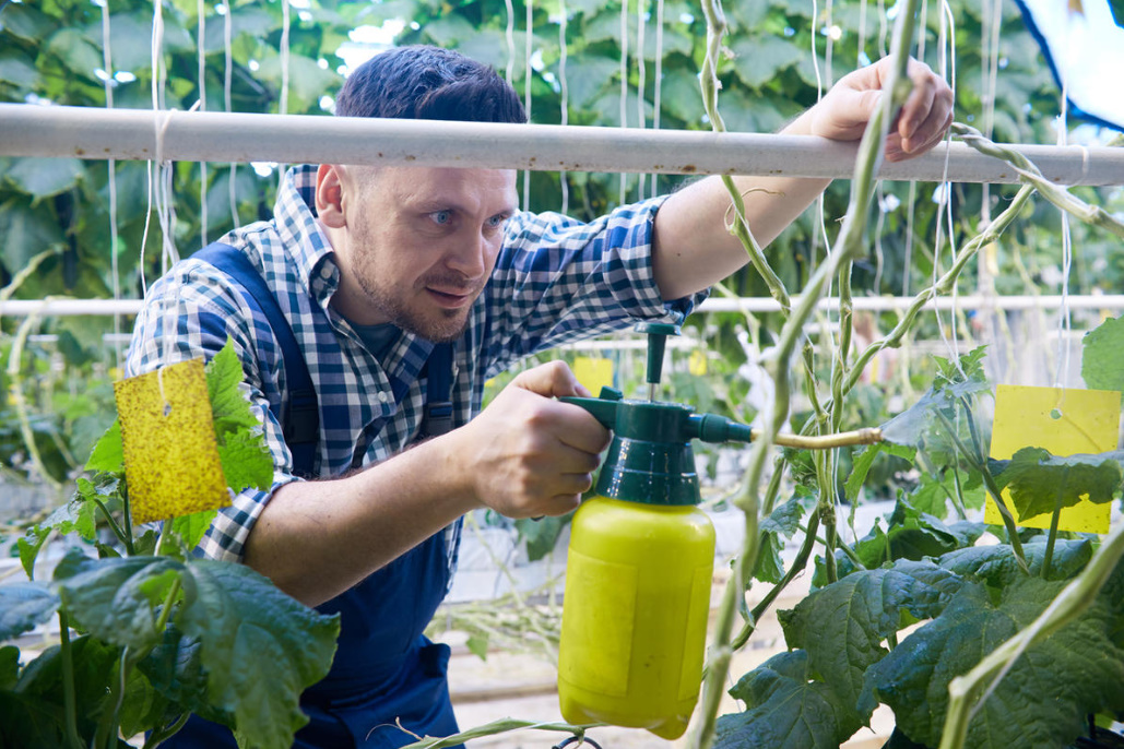 Secrets of experienced gardeners: how to increase the yield of Vegetables