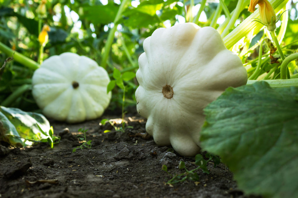 Secrets of experienced gardeners: how to increase the yield of Vegetables