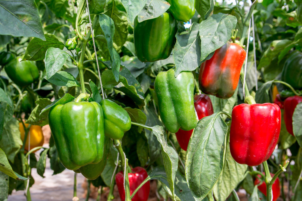 Secrets of experienced gardeners: how to increase the yield of Vegetables