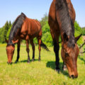 The Subtleties Of Using Horse Manure (Part 2)