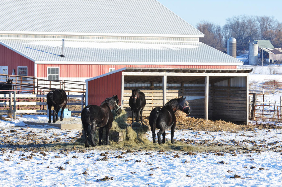 The Subtleties Of Using Horse Manure (Part 1)