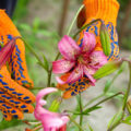 What Kind Of Care Do Lilies Need After Flowering