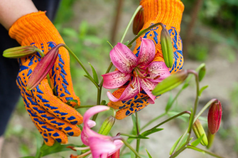 What Kind Of Care Do Lilies Need After Flowering Best Landscape Ideas