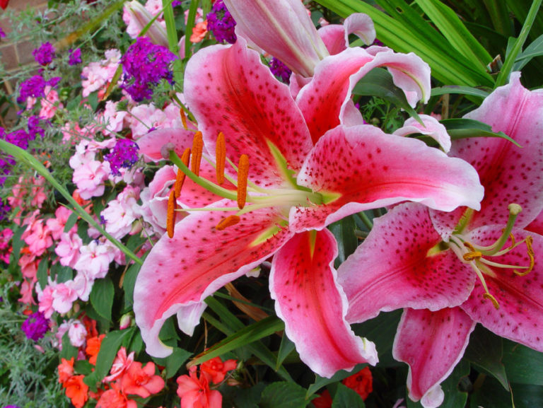 What Kind Of Care Do Lilies Need After Flowering Best Landscape Ideas